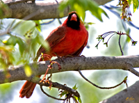 Northern Cardinal 23Apr06
